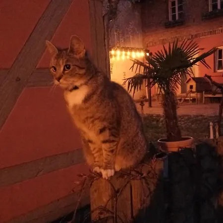 Appartement In Der Historischen Altstadt Von Angermunde