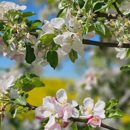 In Der Historischen Altstadt Von Appartement *