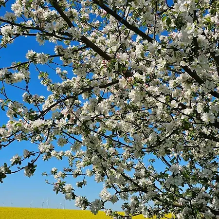 In Der Historischen Altstadt Von Appartement Angermunde