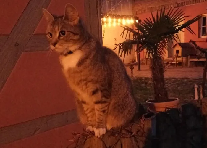 Apartamento In Der Historischen Altstadt Von Angermunde