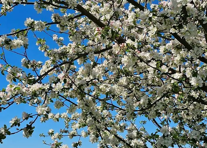 In Der Historischen Altstadt Von Apartamento Angermunde
